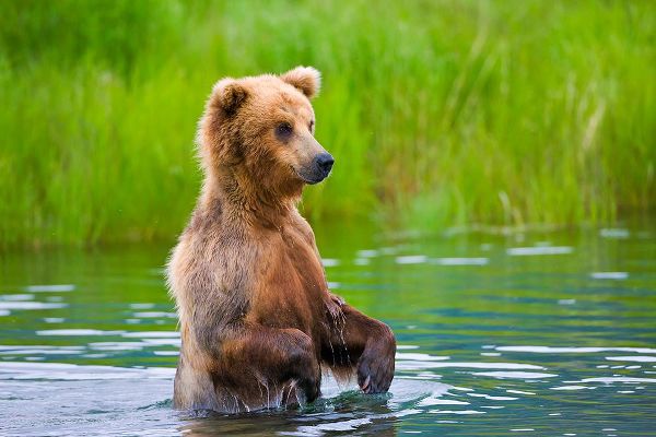 Su, Keren 아티스트의 Brown Bear standing in Brooks River-Katmai National Park-Alaska-USA작품입니다.